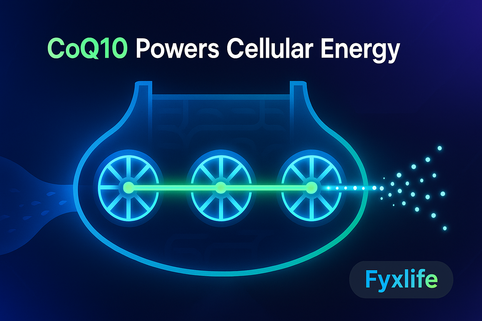 CoQ10 and Your Mitochondria: What It Actually Does Inside Your Cells (And Whether It’s Worth Taking)