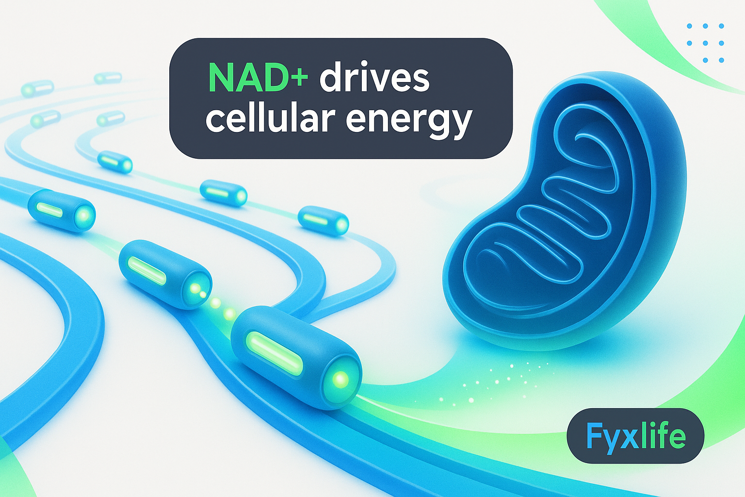 NAD+ and Cellular Energy: How It Works and Why It Declines