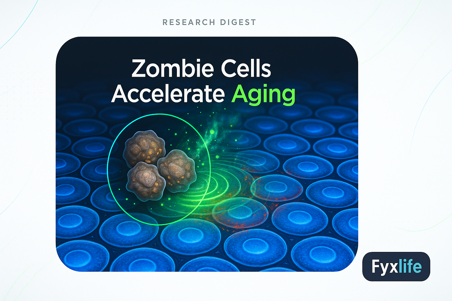 Zombie Cells And Aging: What The Research Actually Shows