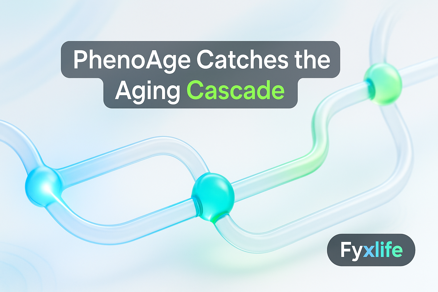 Biological Age & PhenoAge: The Aging Cascade Explained